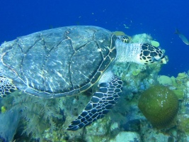 15 Hawksbill Sea Turtle IMG 3124